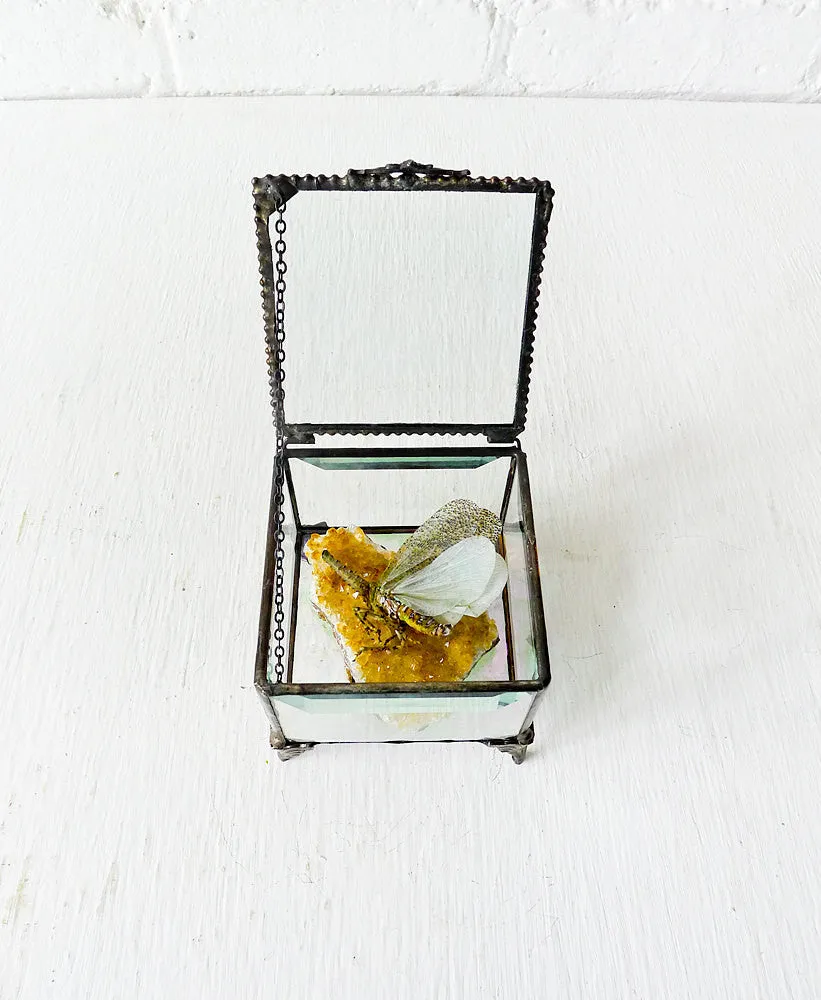 Beveled Glass Jewelry Box Spotted Sleeping Zanna Butterfly on Gold Citrine Quartz Specimen