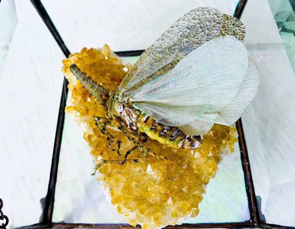 Beveled Glass Jewelry Box Spotted Sleeping Zanna Butterfly on Gold Citrine Quartz Specimen