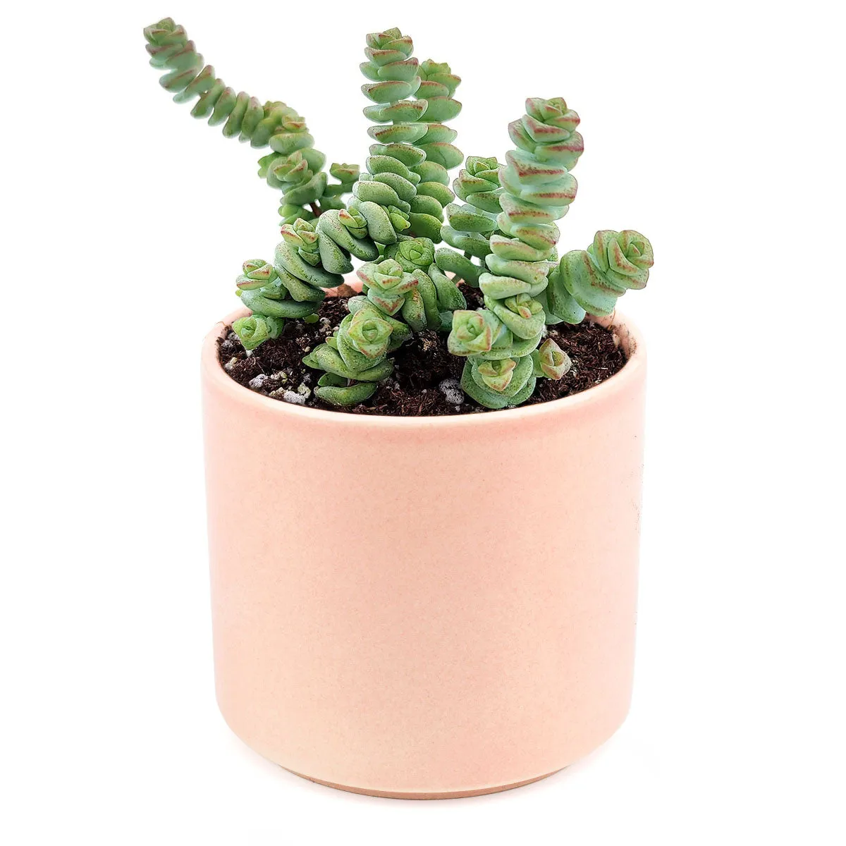 Crassula Baby Necklace