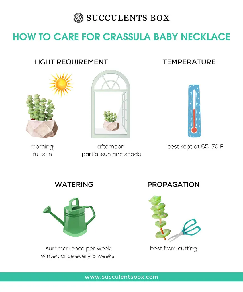 Crassula Baby Necklace