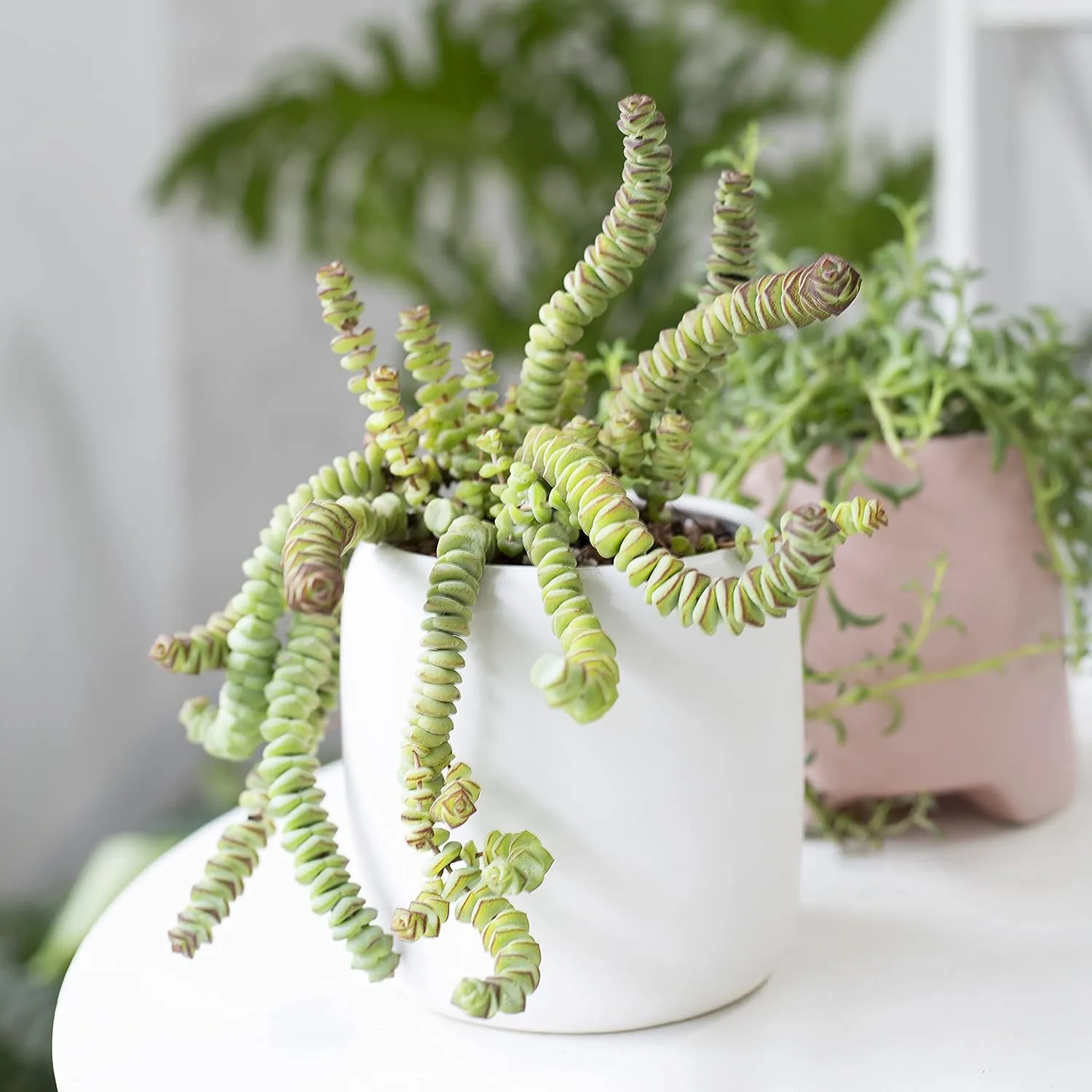 Crassula Baby Necklace