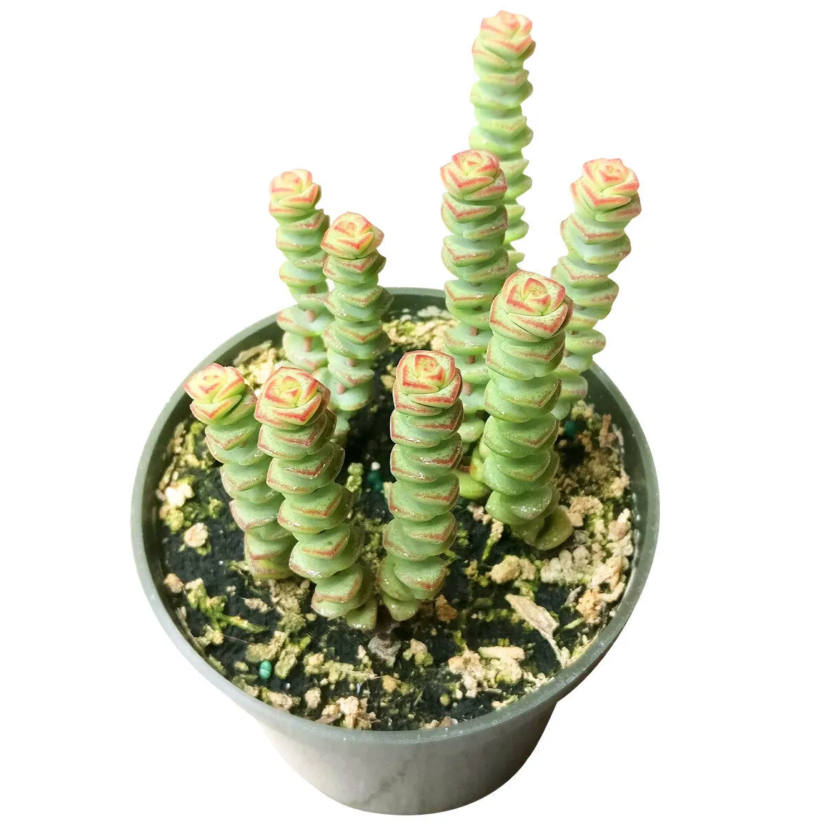 Crassula Baby Necklace