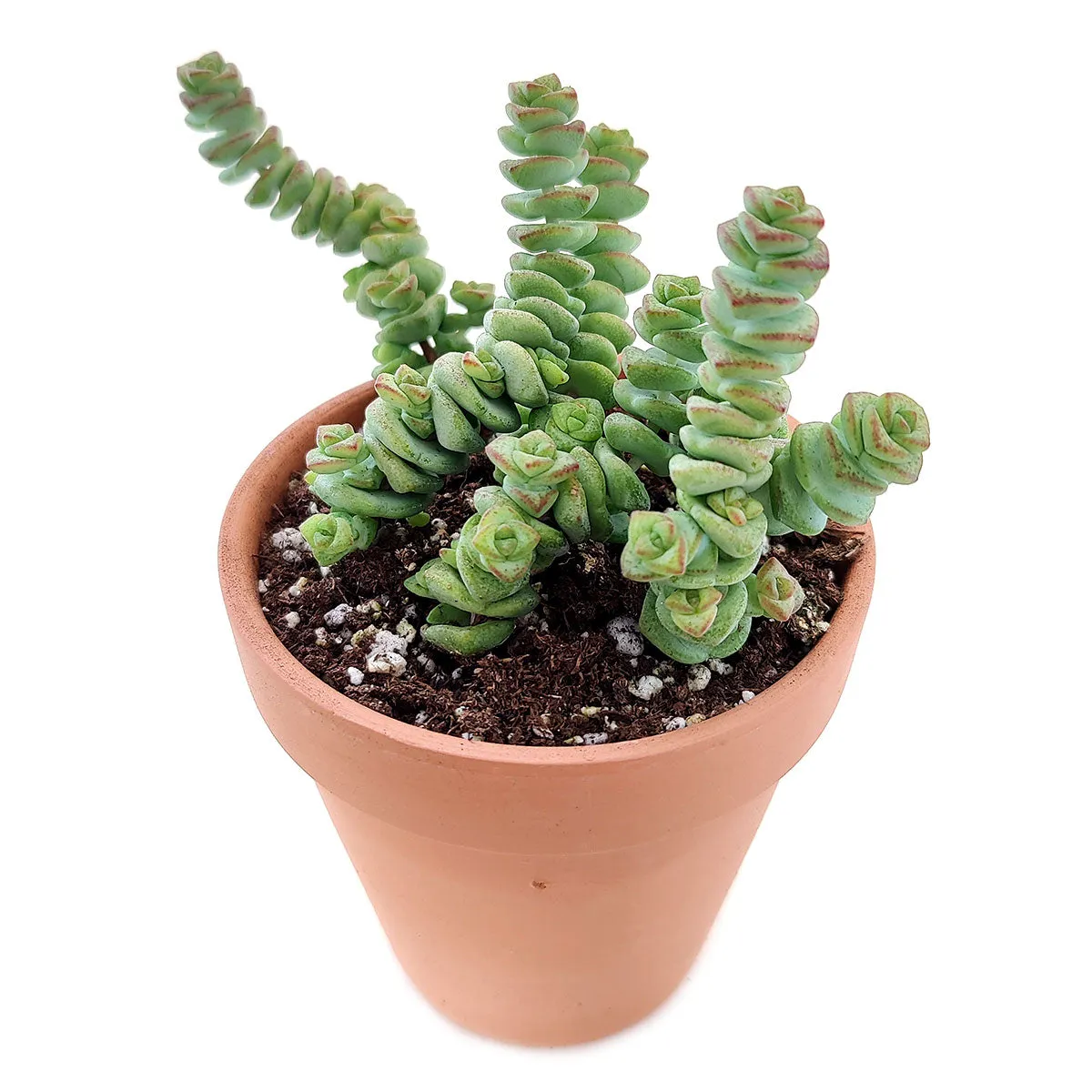 Crassula Baby Necklace