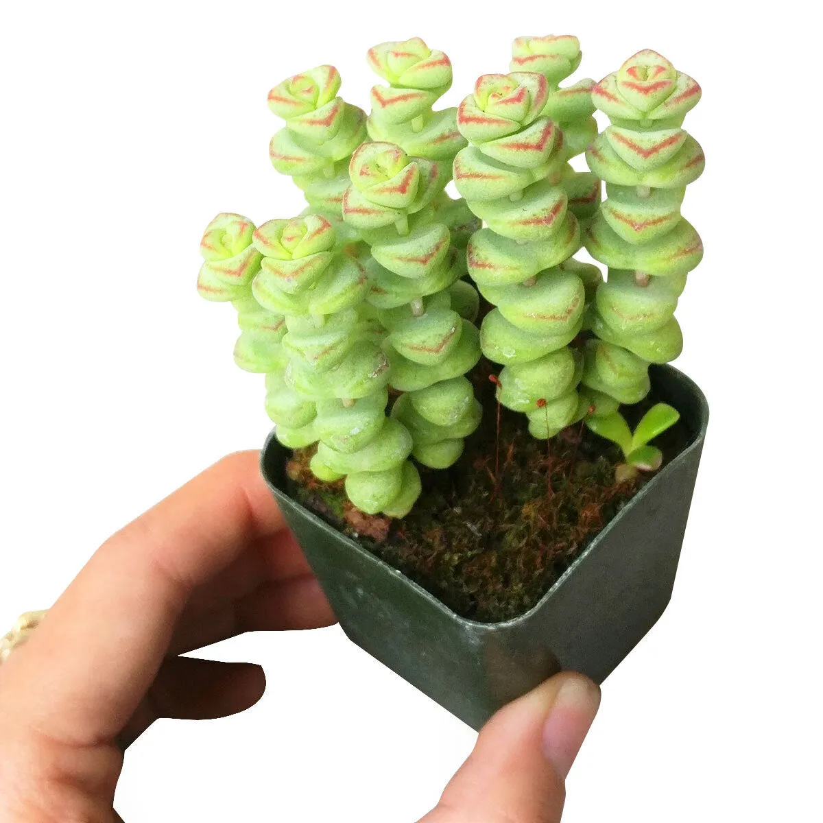 Crassula Baby Necklace