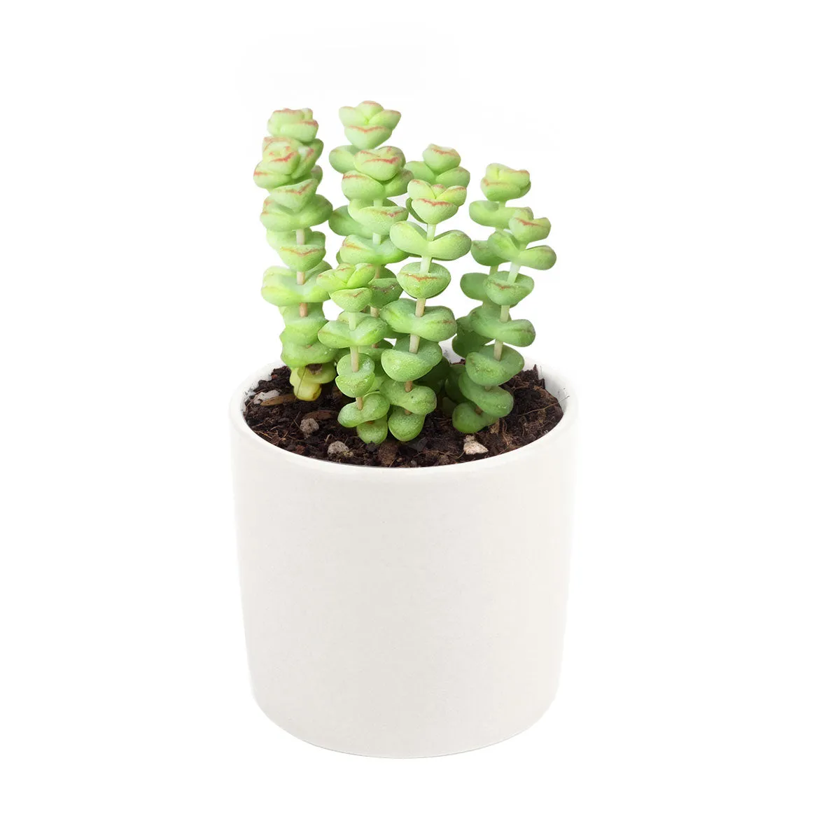 Crassula Baby Necklace