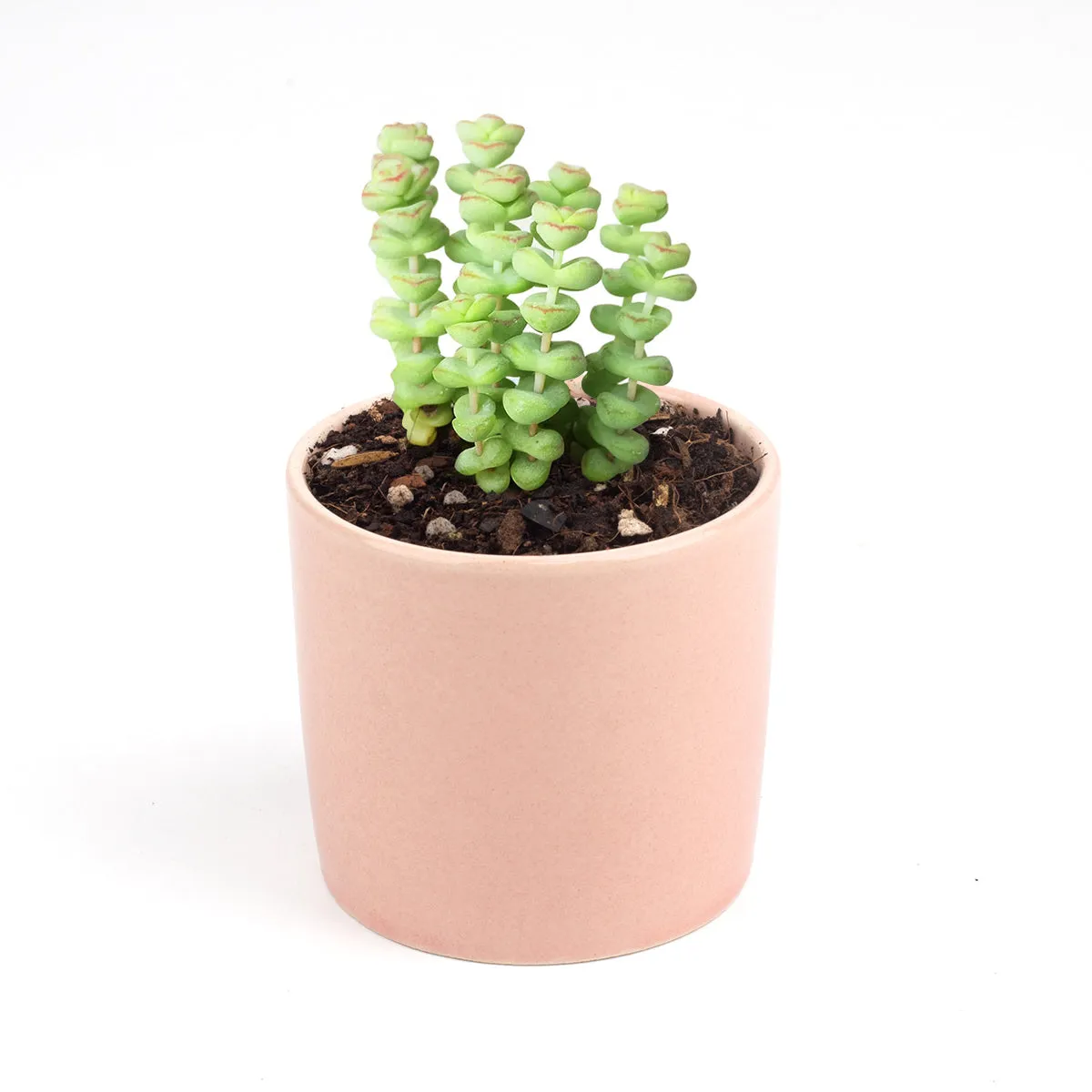 Crassula Baby Necklace