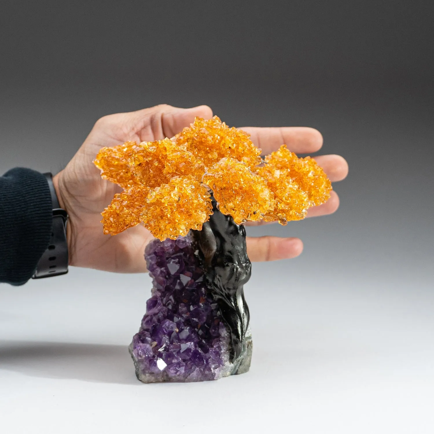 Medium - Citrine Clustered Gemstone Tree on Amethyst Matrix (The Money Tree)